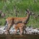 Missouri river wildlife - spring