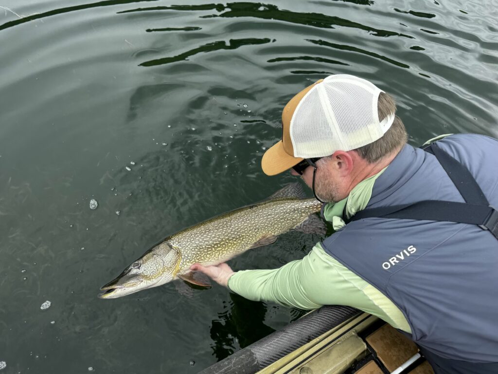 Guided Northern Pike trips - Helena Montana