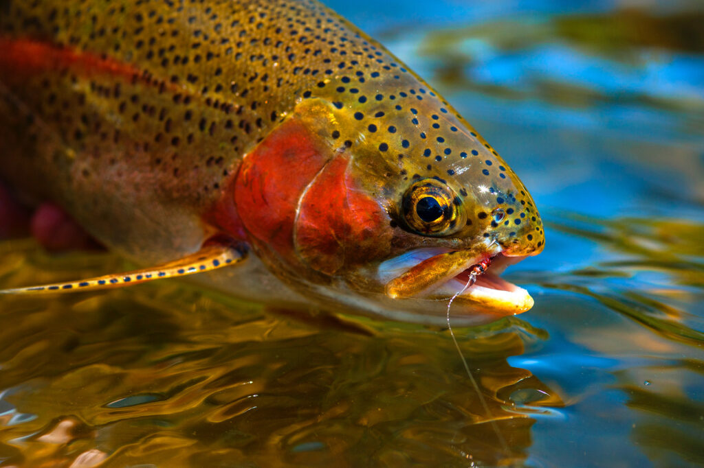 Fishing the Blue Wing Olive Hatch ~ Living Water Fly Fishing