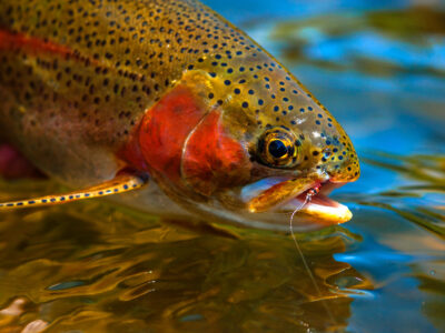 Montana Rainbow trout