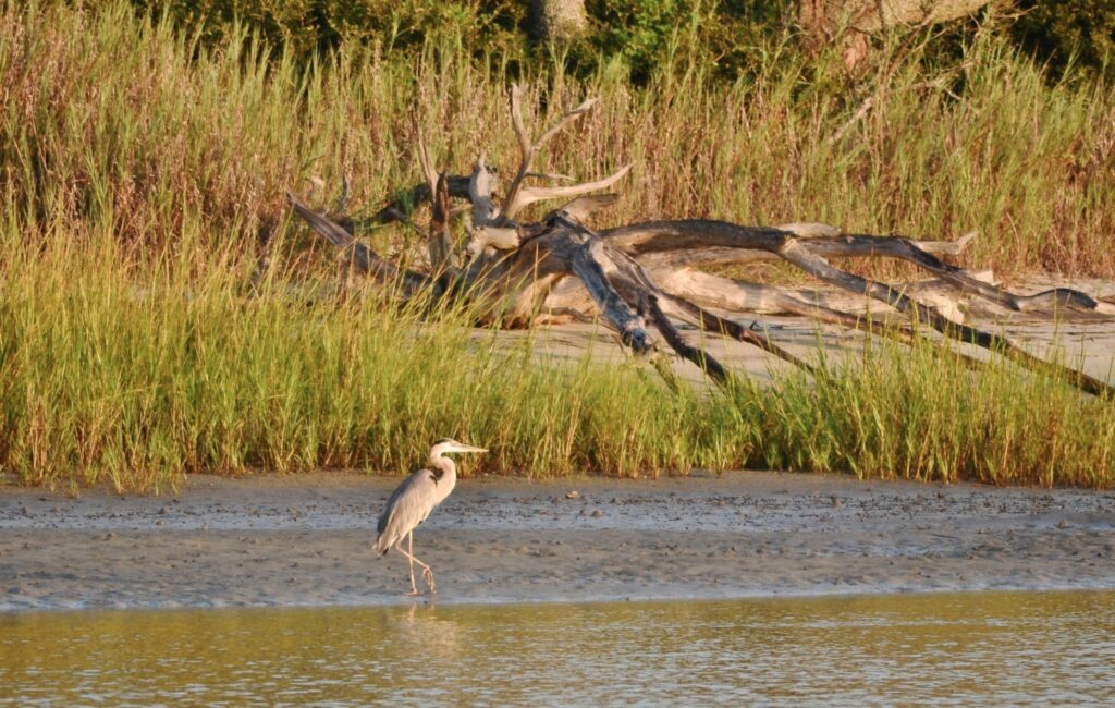 wild life-Pawleys Island Fishing Report