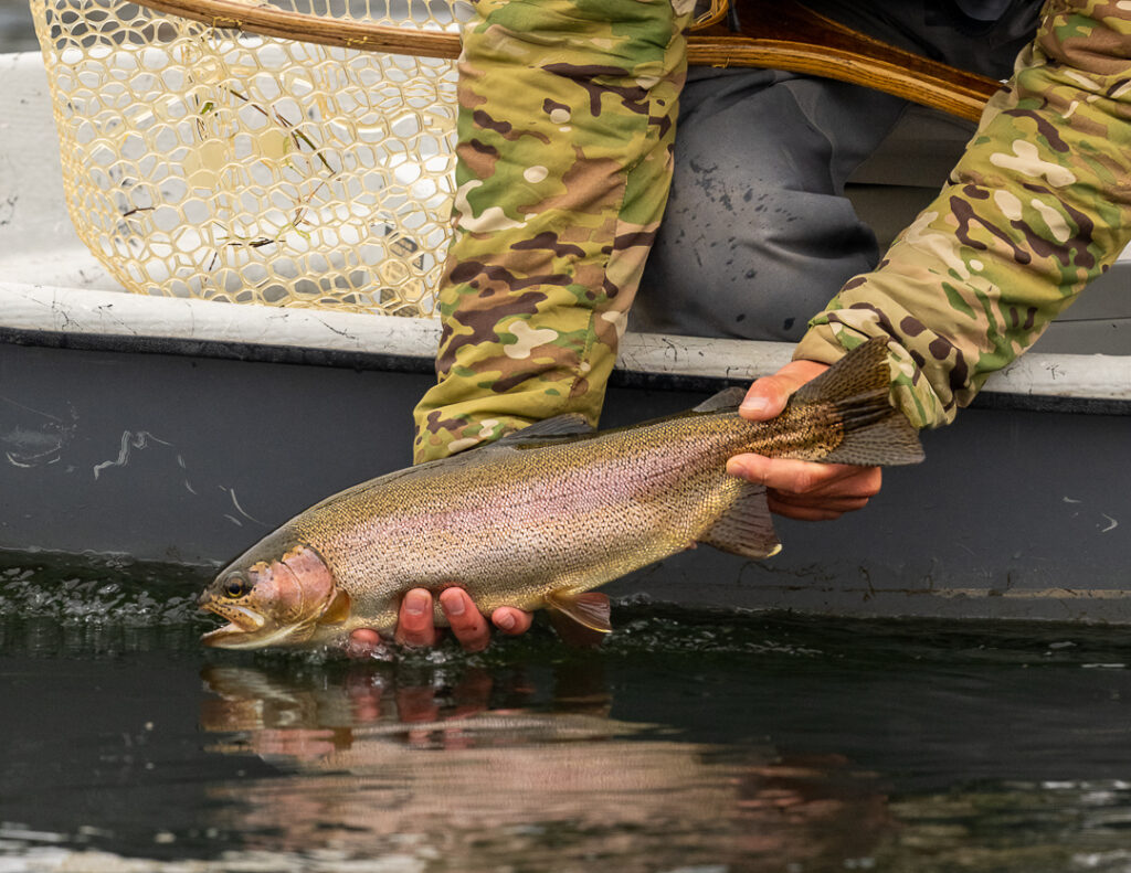 Montana Trout Species-Rainbow trout