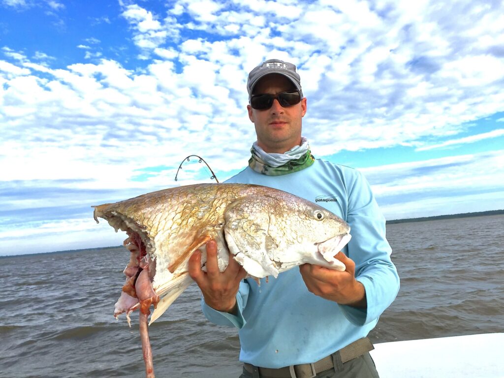 Huge redfish eaten by a shark