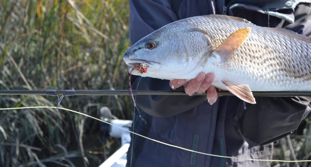 Redfish on fly