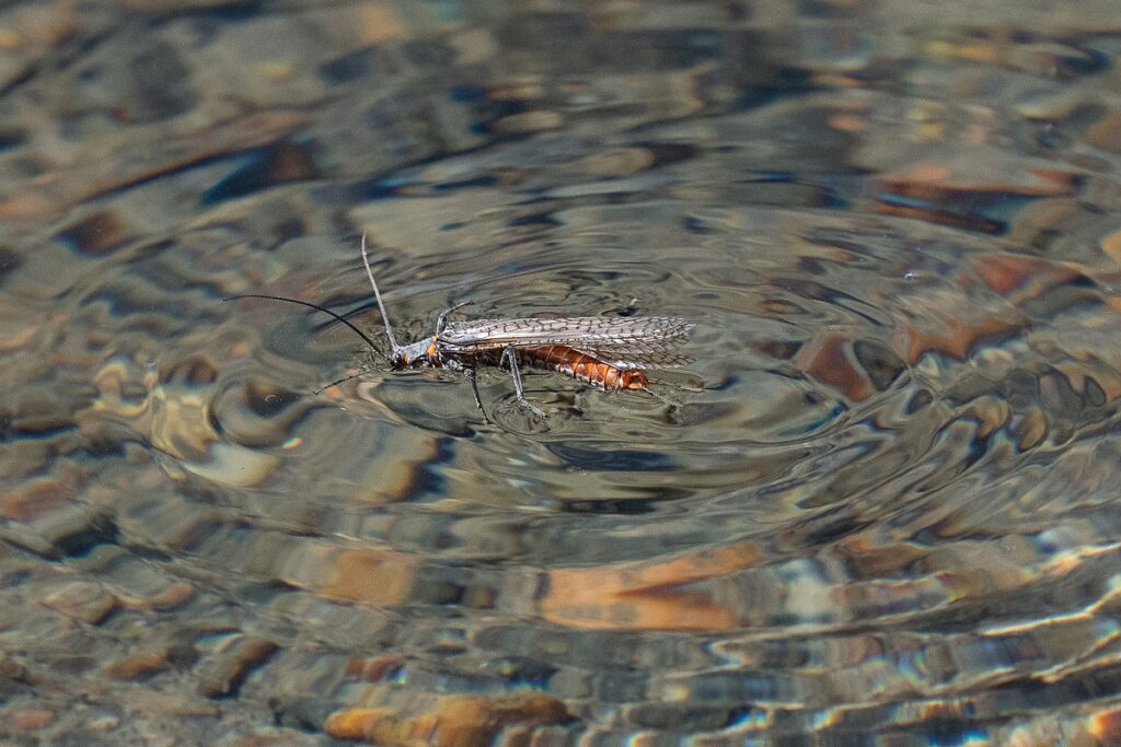 salmon fly