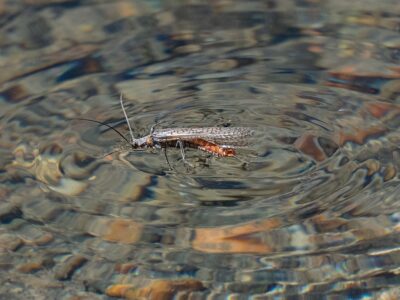 salmon fly hatch - Montana