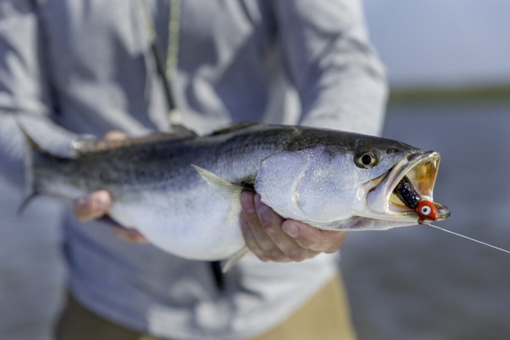 How To Catch Fall & Winter Time Speckled Trout Using Vudu Shrimp