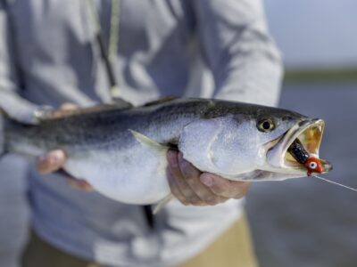 Speckled Sea Trout - Pawleys Island fishing charters