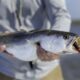 Speckled Sea Trout - Pawleys Island fishing charters