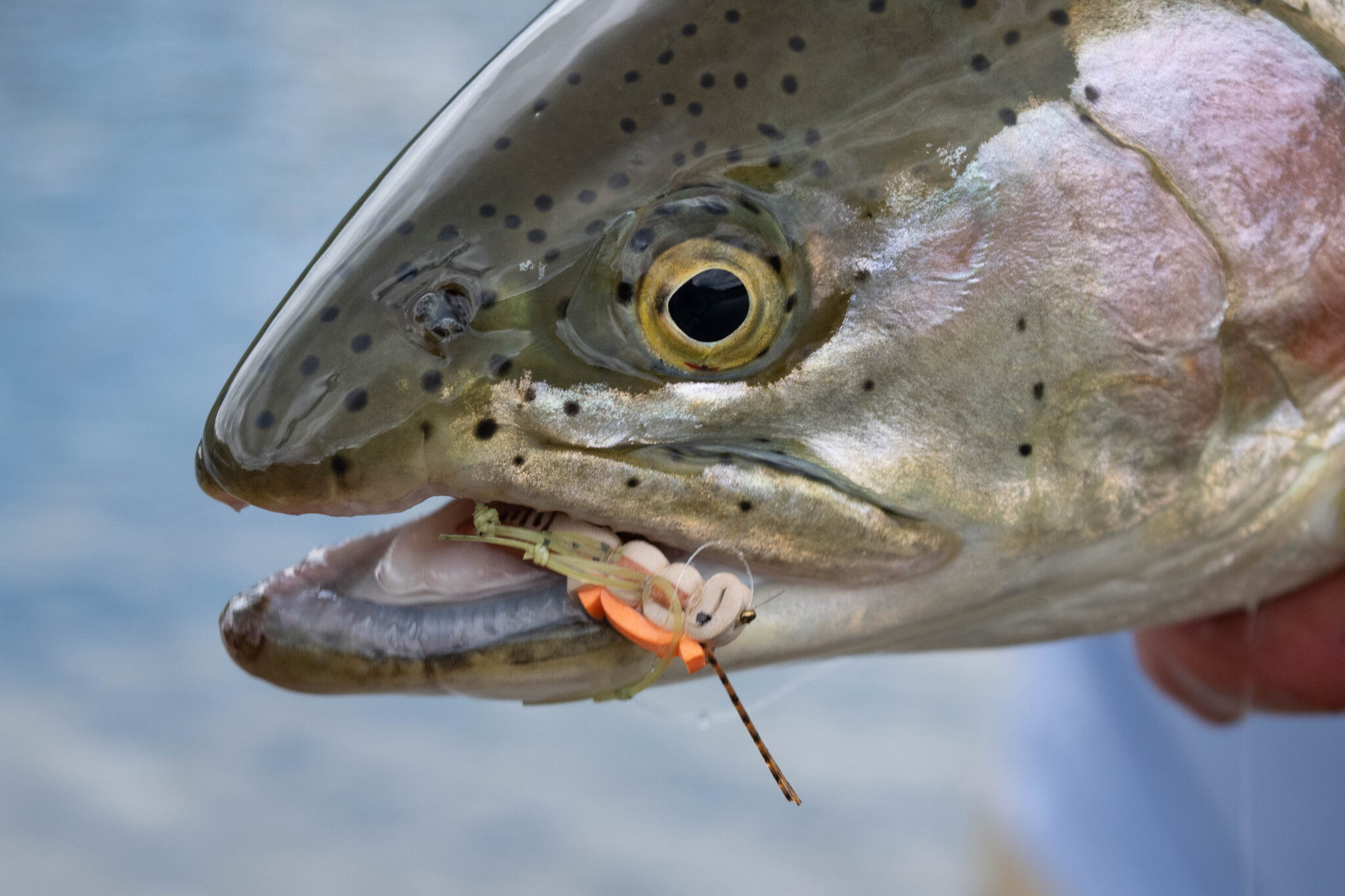 Fly Fishing in Craig Montana ~ Living Water Guides