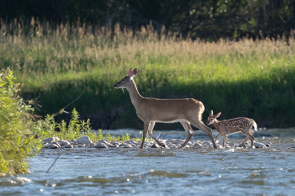 Whitetail Fawn - Missouri river