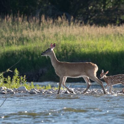 Whitetail Fawn - Missouri river