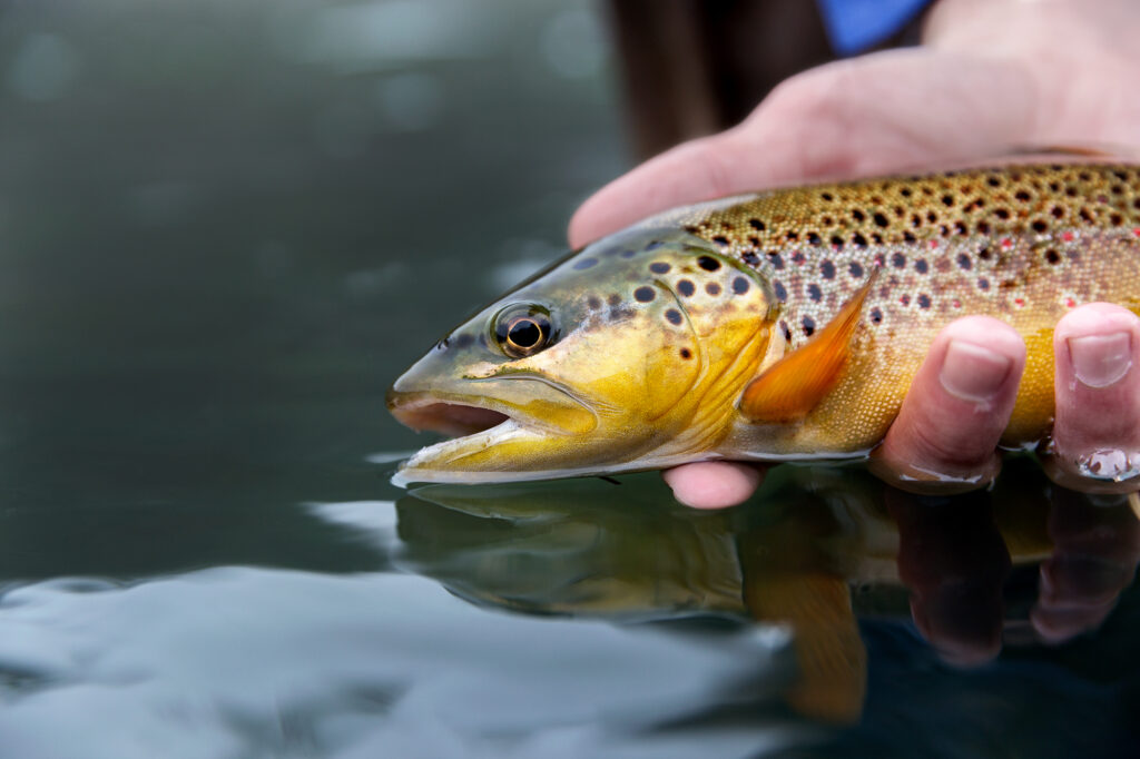 brown-trout-fly-fishing-on the missouri