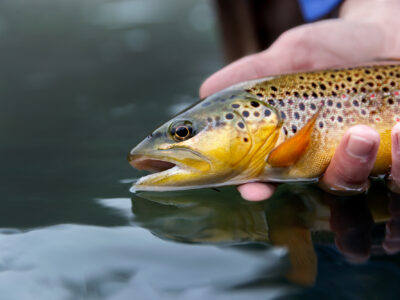 Fishing the Blue Winged Olive on the Missouri River