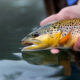 brown-trout-fly-fishing-on the missouri