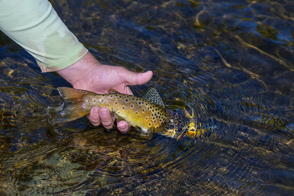brown-trout-Montana-guides
