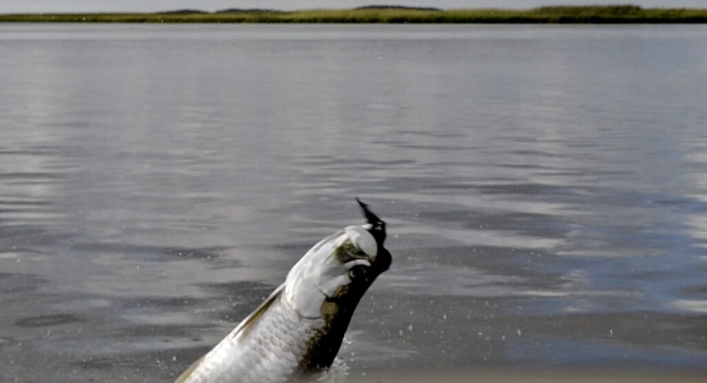 tarpon fishing