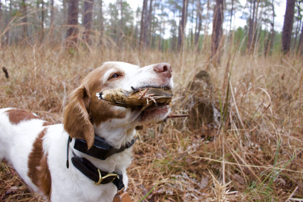 woodcock hunting