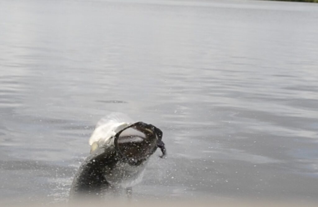 South Carolina Tarpon