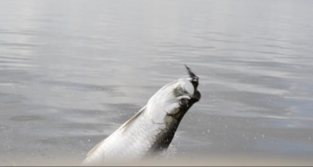 south carolina tarpon