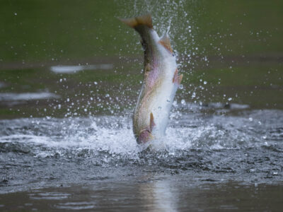 jumping rainbow trout