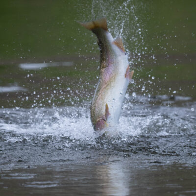 jumping rainbow trout