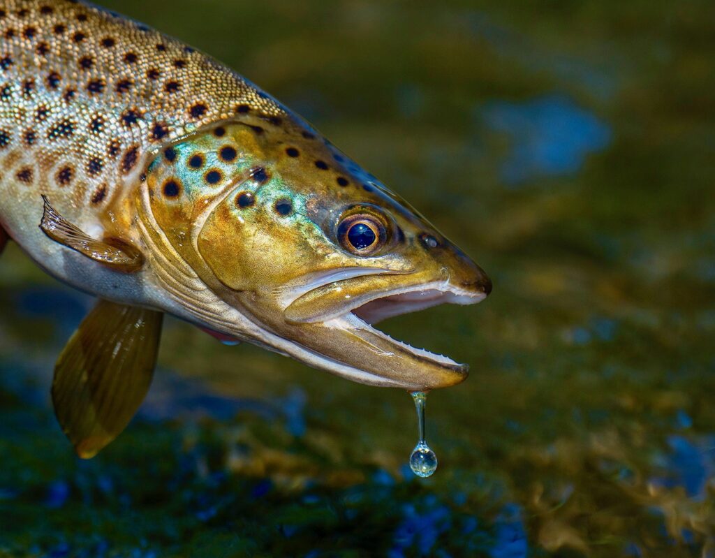 Missouri river brown trout