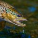 Missouri river caddis hatch - brown trout