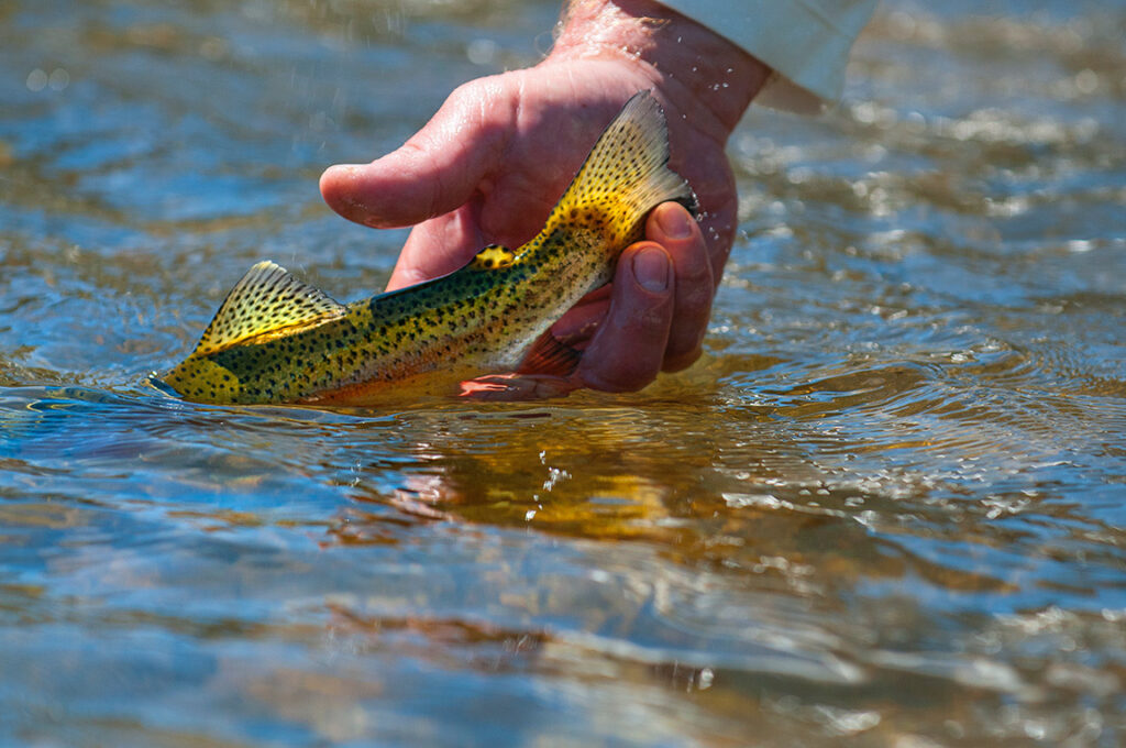 Skwala hatch - Clark Fork river - Montana