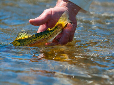 Fly Fishing The Clark Fork river - Montana