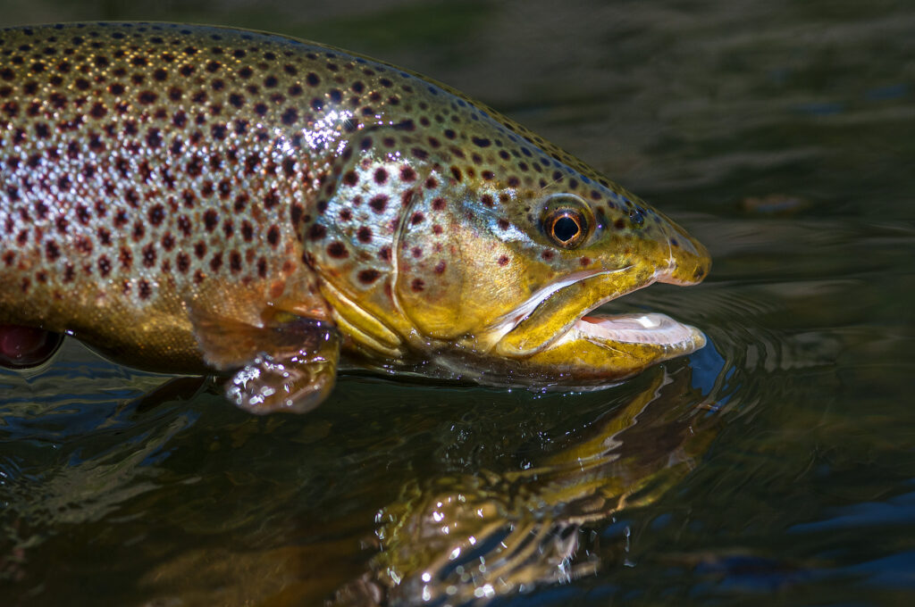 Madison river - Streamer fishing