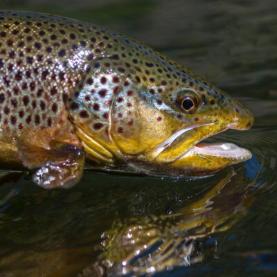 Streamer fishing the Land of giants - brown trout