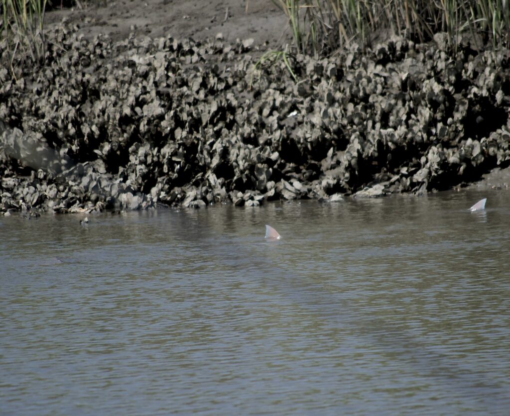 tailing redfish