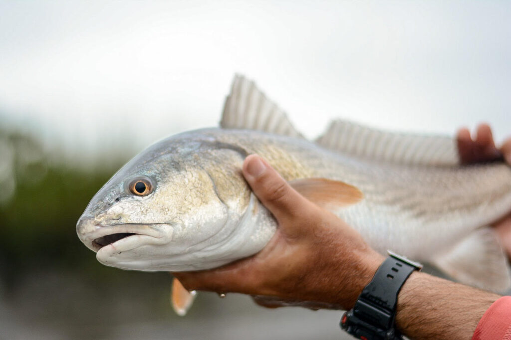 Redfish charters